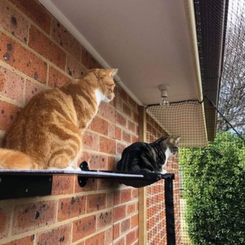 Side of house Enclosure Cat Netting - Purrfect Pens custom cat enclosures Canberra
