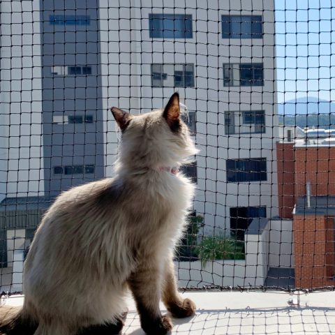 Balcony Cat Enclosure Netting - Purrfect Pens custom cat enclosures Canberra