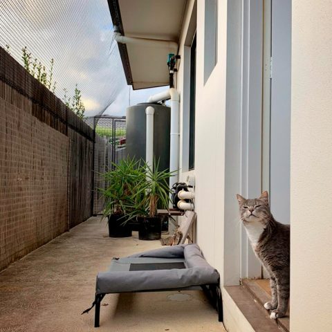 Side of house Enclosure Cat Netting - Purrfect Pens custom cat enclosures Canberra