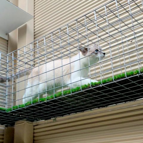 Steel aerial walkway tunnel cat enclosure - Purrfect Pens custom cat enclosures Canberra