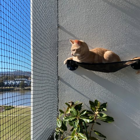 Balcony Cat Enclosure Netting - Purrfect Pens custom cat enclosures Canberra