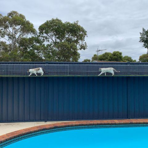 Steel aerial walkway tunnel cat enclosure - Purrfect Pens custom cat enclosures Canberra