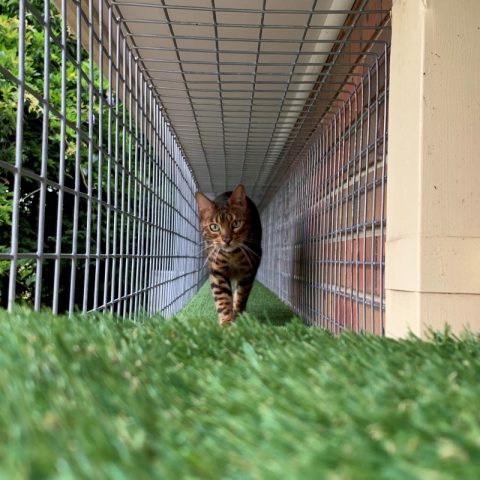 Steel aerial walkway tunnel cat enclosure - Purrfect Pens custom cat enclosures Canberra