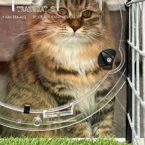 Cat Door Glass Window Purrfect Pens